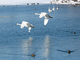 Лебеди - мирное сосуществование