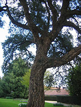 Дерево специально привезенное в Ренн на реке Вилен, Иберийский полуостров